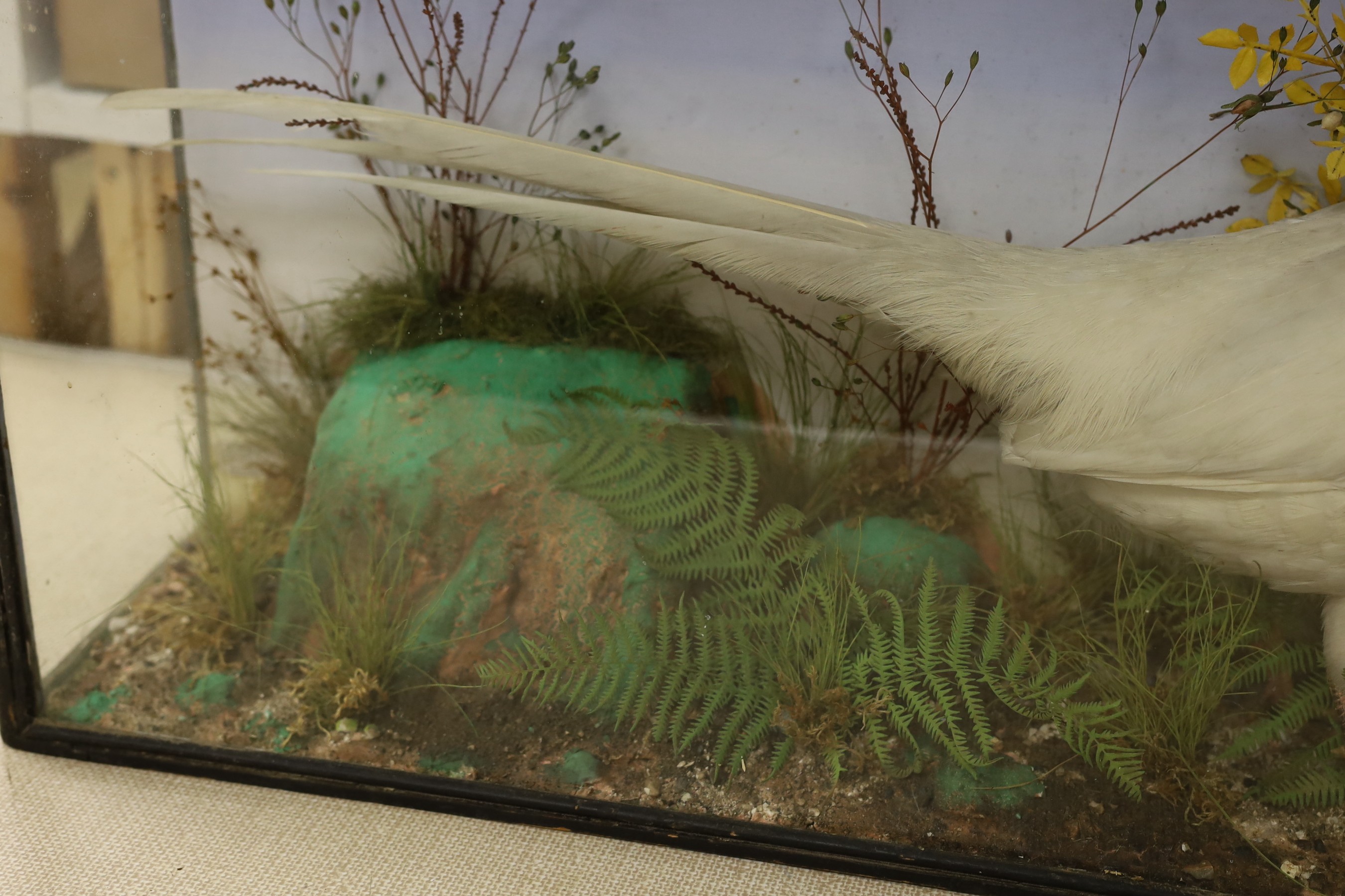 A glazed case taxidermy pheasant. 72cm wide, 50cm tall overall